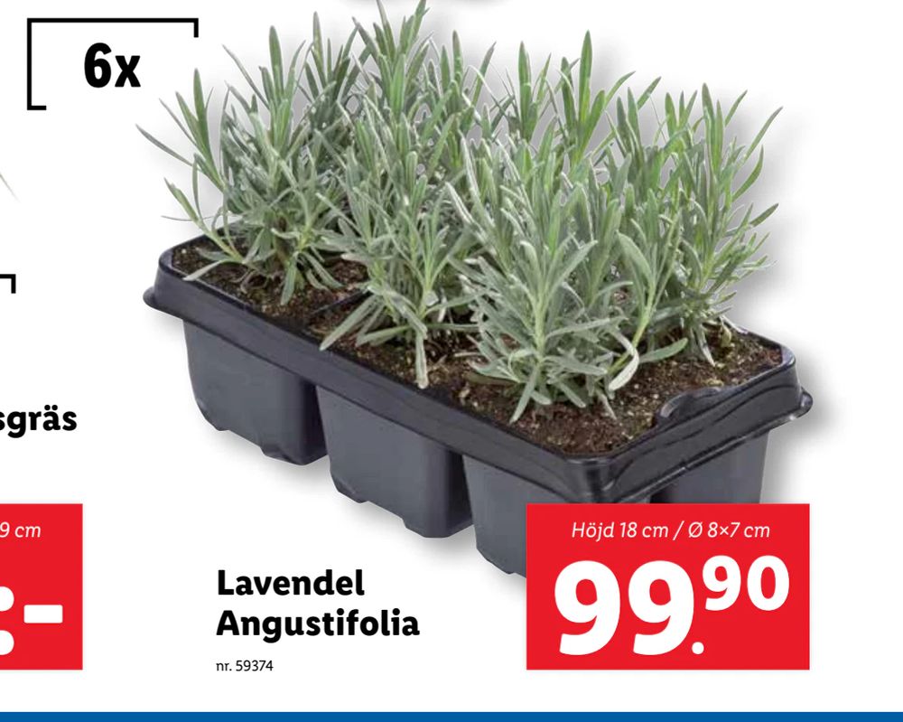 Erbjudanden på Lavendel Angustifolia från Lidl för 99,90 kr