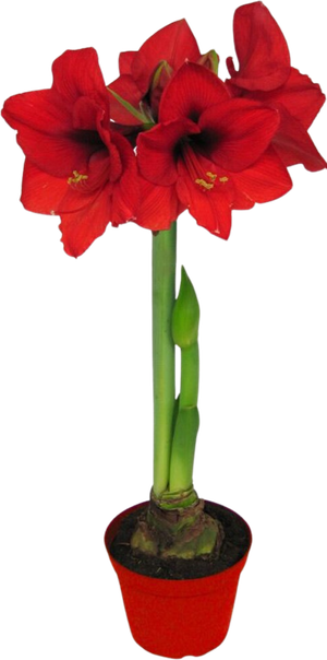 Juleblomster Amaryllis Rød 1-2-Grenet