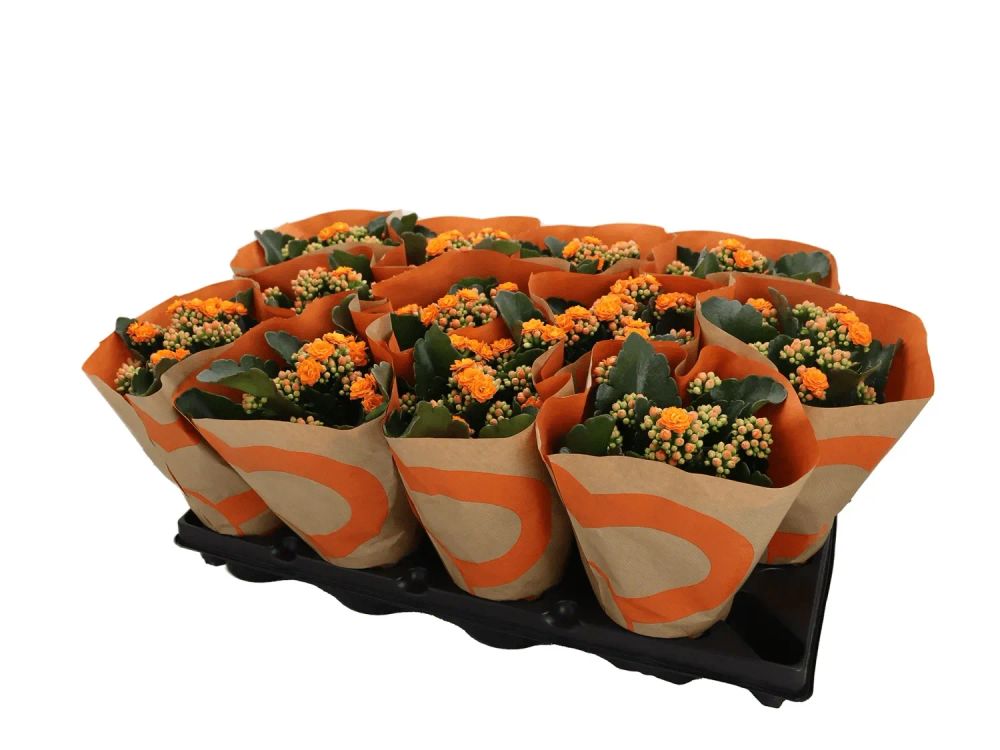 Erbjudanden på Kalanchoe orange (ICA) från ICA Maxi Stormarknad för 34,95 kr