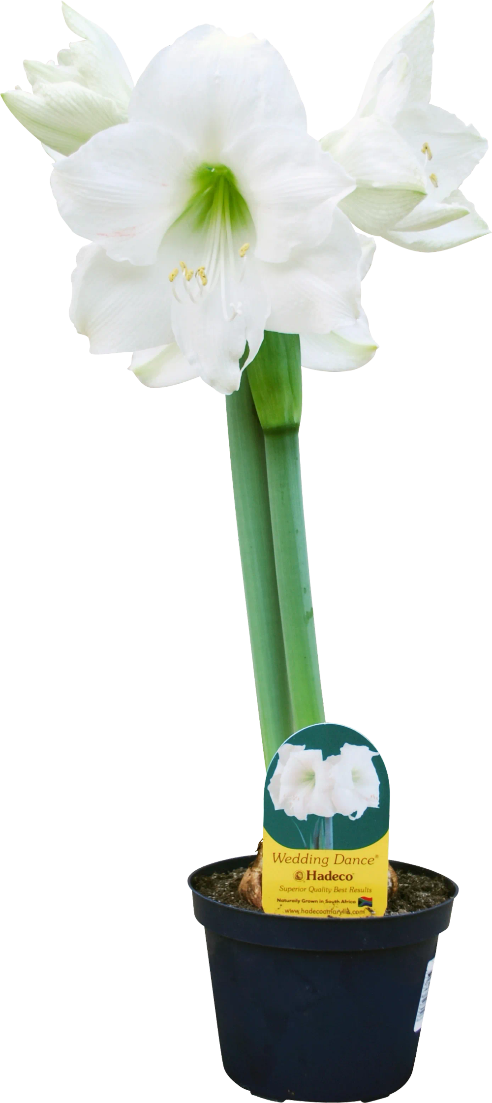 Erbjudanden på Amaryllis från ICA Kvantum för 69 kr