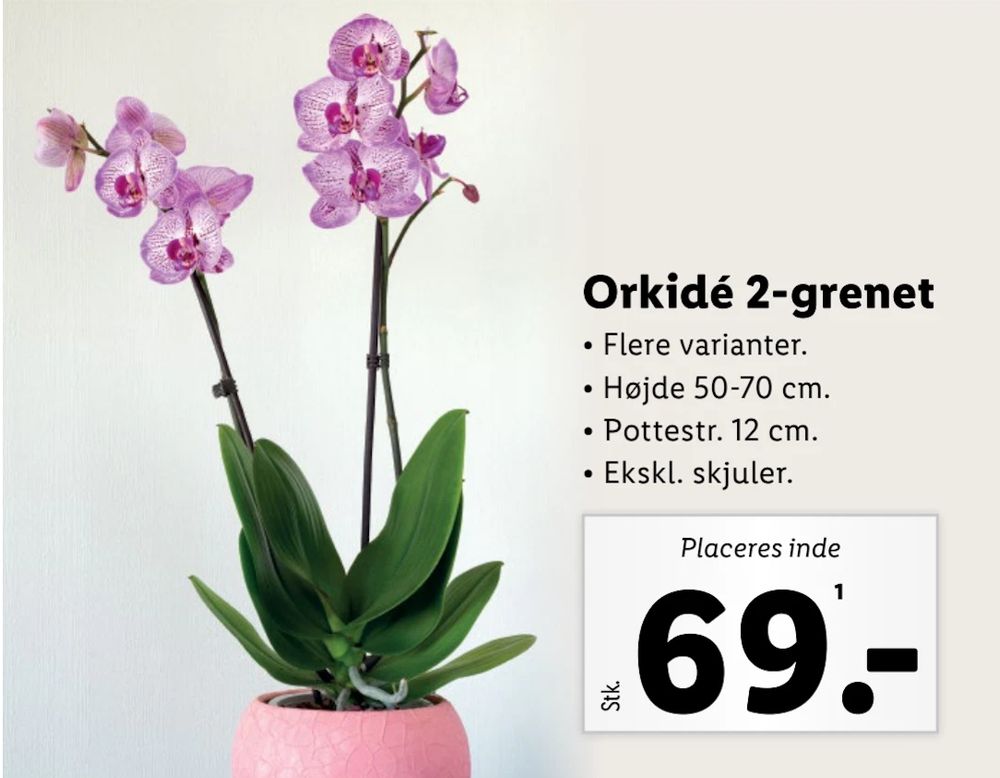 Tilbud på Orkidé 2-grenet fra Lidl til 69 kr.