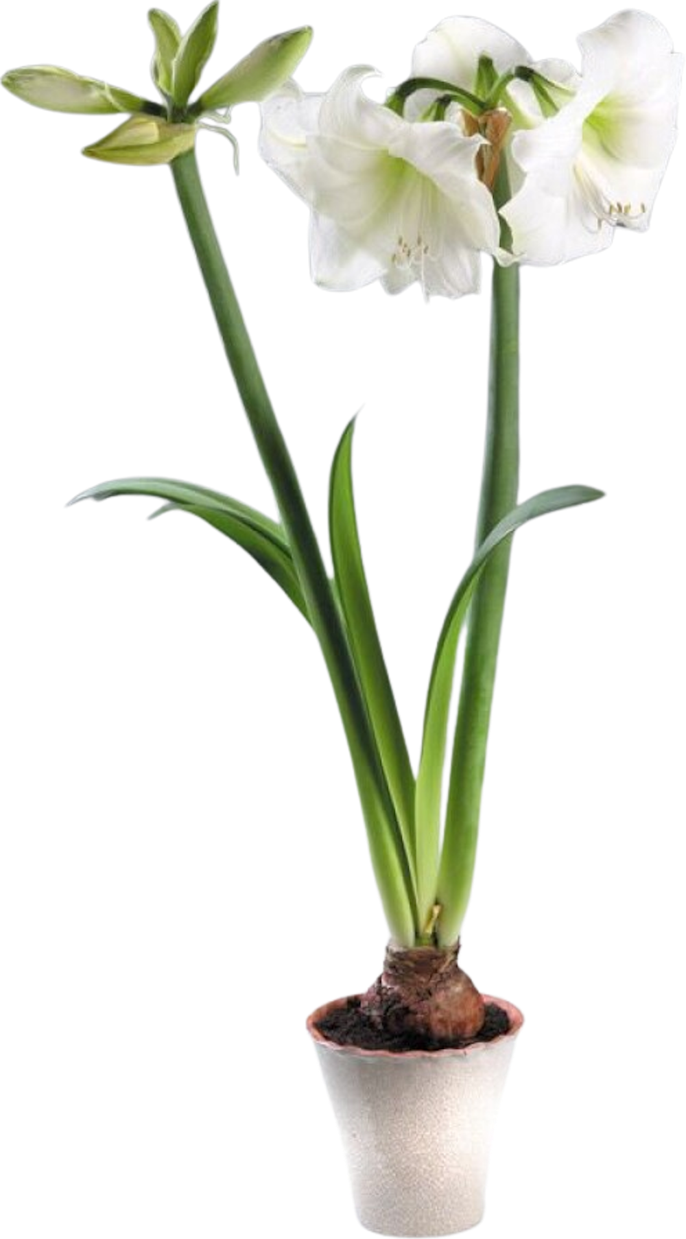 Tilbud på Juleblomster Amaryllis Hvit 1-2-Grenet fra BAUHAUS til 69,90 kr