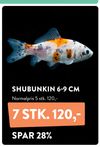 SHUBUNKIN 6-9 CM