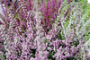 Lyng Calluna Vulgaris 12Cm