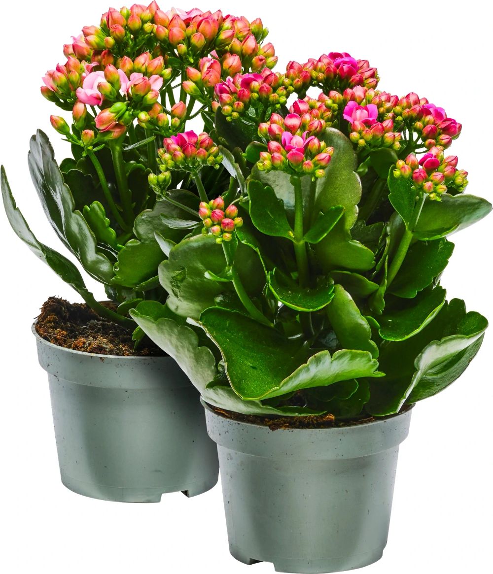 Erbjudanden på Kalanchoe (ICA. Rosa Bandet) från ICA Supermarket för 34,90 kr