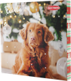 BF X-MAS Julekalender  Hund