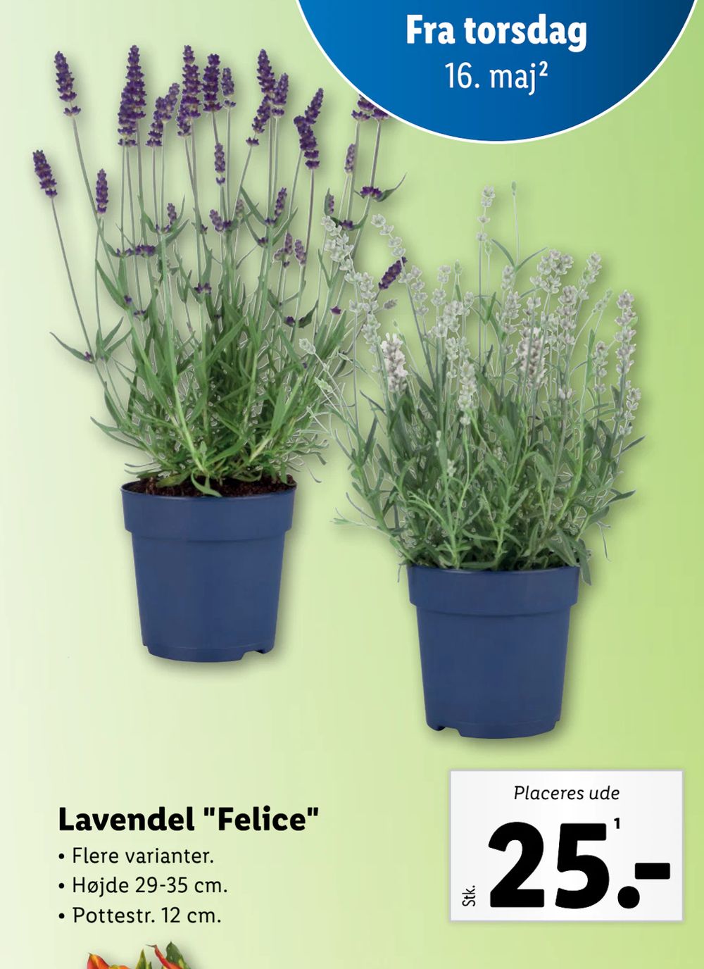 Tilbud på Lavendel "Felice" fra Lidl til 25 kr.