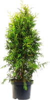 Thuja 80-100Cm Smaragd