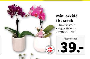 Mini orkidé i keramik