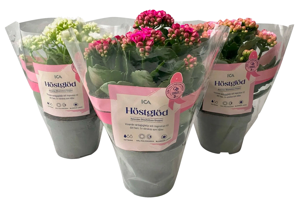 Erbjudanden på Kalanchoe (ICA) från ICA Kvantum för 34,90 kr