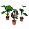 Alocasia