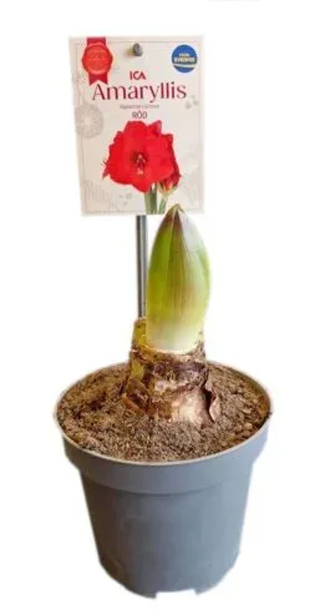 Erbjudanden på Amaryllis (ICA) från ICA Kvantum för 59 kr