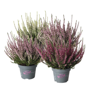 Ljung Calluna