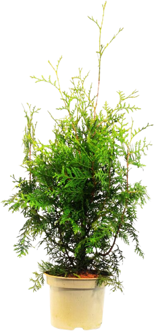 Thuja 80-100Cm Brabant