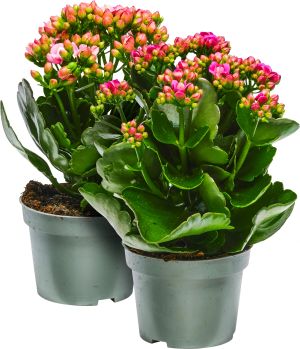 Kalanchoe (ICA. Rosa Bandet)