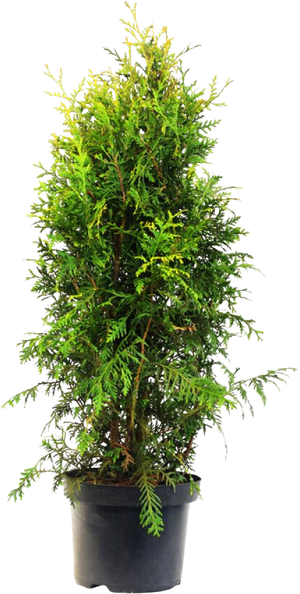 Thuja 80-100Cm Smaragd