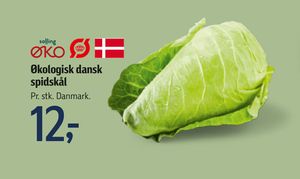 Økologisk dansk spidskål