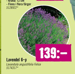 Lavendel 6-p