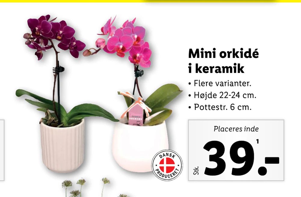 Tilbud på Mini orkidé i keramik fra Lidl til 39 kr.