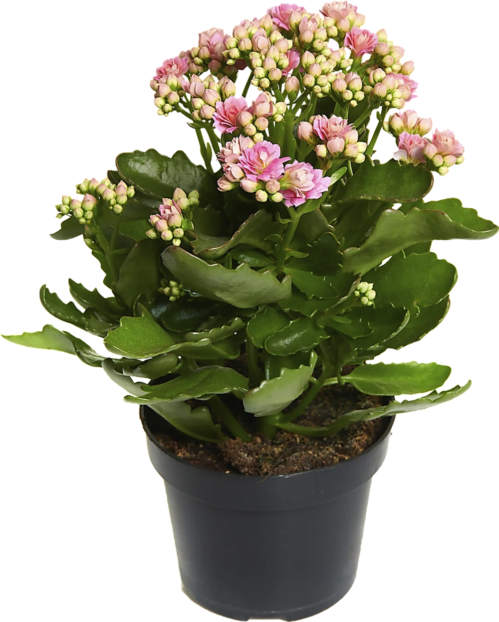 Erbjudanden på Kalanchoe (Spira) från Coop X:-TRA för 35 kr