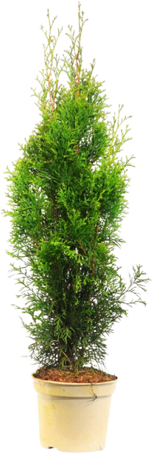 Thuja 50-60Cm Smaragd