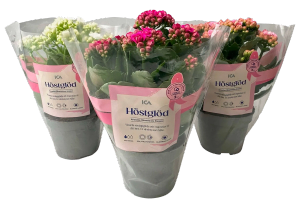 Kalanchoe (ICA. Rosa Bandet)