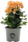 Begonia (Spira)