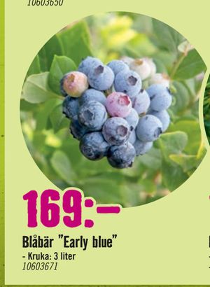 Blåbär ”Early blue”