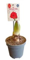 Amaryllis (ICA)