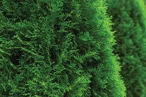 Thuja 50-60 Cm Brabant