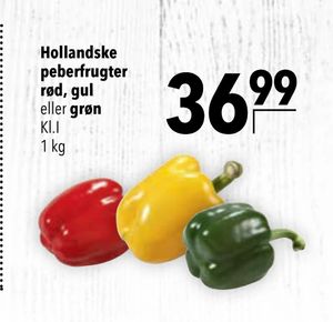 Hollandske peberfrugter rød, gul eller grøn