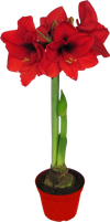 Juleblomster Amaryllis Rød 1-2-Grenet