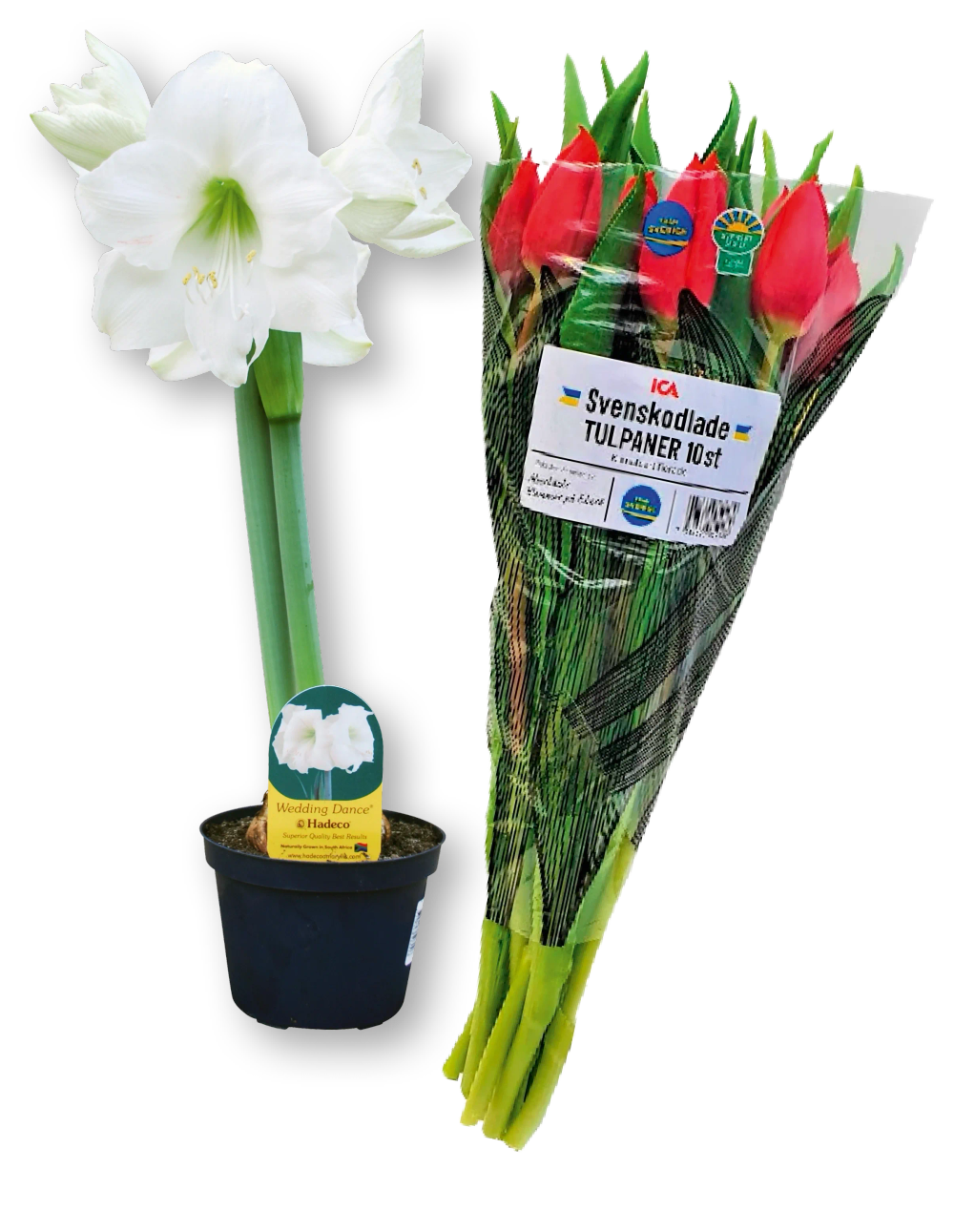 Erbjudanden på Amaryllis, Tulpaner 10-pack från ICA Maxi Stormarknad för 69 kr