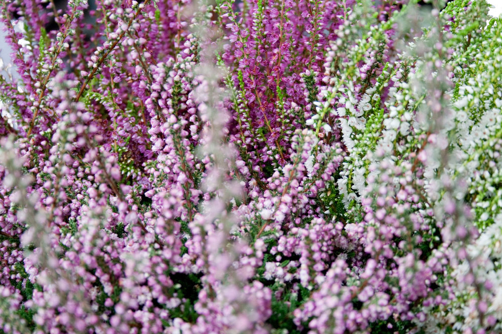 Tilbud på Lyng Calluna Vulgaris 12Cm fra BAUHAUS til 54,90 kr