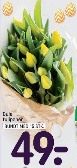 Gule tulipaner
