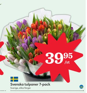 Svenska tulpaner 7-pack