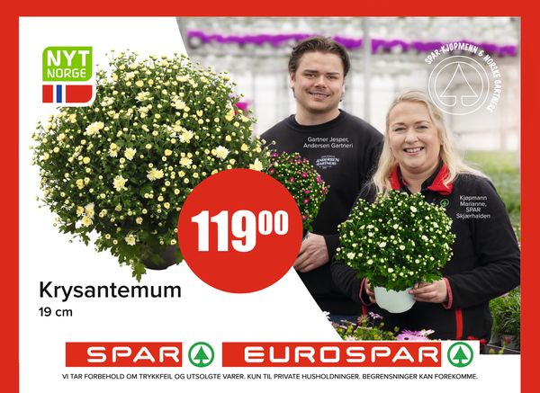 Krysantemum 19 cm