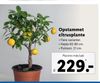 Opstammet citrusplante
