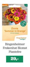 Bingenheimer Frøkenhat Blomst Plantefrø