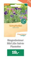 Bingenheimer Blå/Lilla Salvie Plantefrø