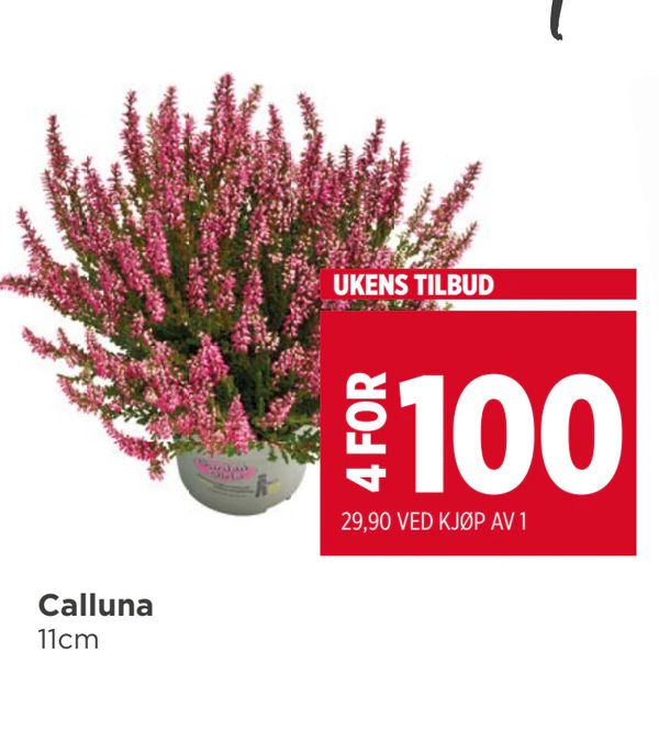 Calluna UKENS TILBUD 4 FOR 29,90 VED KJØP AV 1 11cm