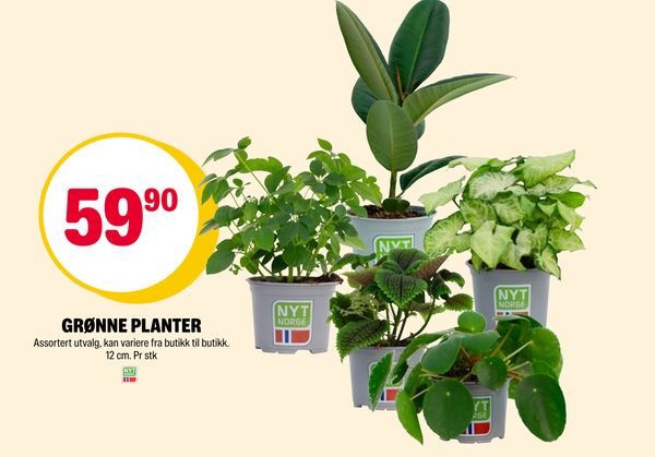 GRØNNE PLANTER Assortert utvalg, kan variere fra butikk til butikk. 12 cm. Pr stk