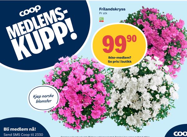 Frilandskryss MEDLEMS-KUPP! Pr stk NYT NORGE Ikke-medlem? Se pris i butikk Kjøp norske blomster