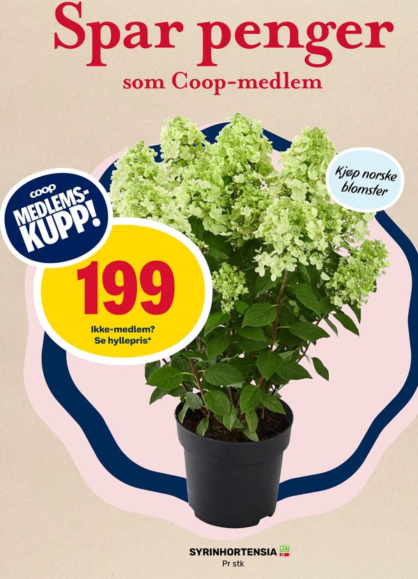SYRINHORTENSIA Pr stk