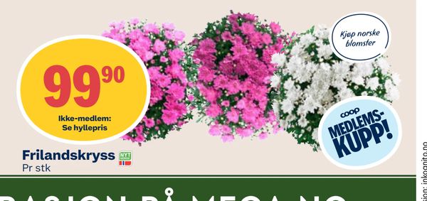 Frilandskryss Ikke-medlem: Se hyllepris Pr stk