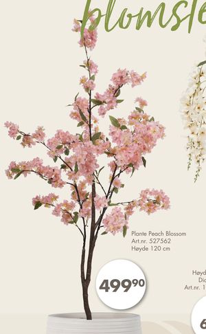Plante Peach Blossom