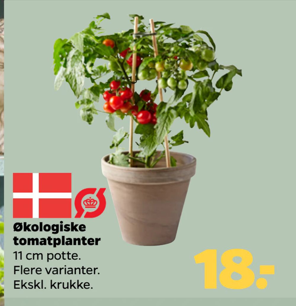 Tilbud på Økologiske tomatplanter fra Netto til 18 kr.