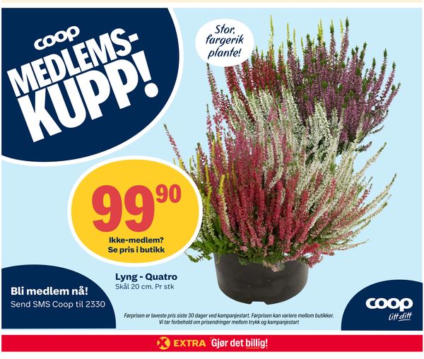 Lyng - Quatro Stor, fargerik plante! Skål 20 cm. Pr stk