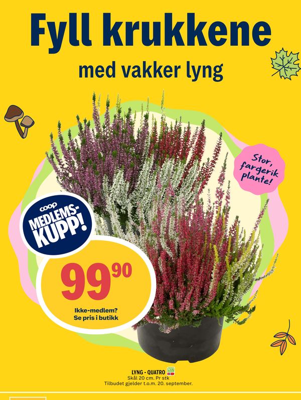 LYNG - QUATRO Skål 20 cm. Pr stk Tilbudet gjelder t.o.m. 20. september. Ikke-medlem? Se pris i butikk