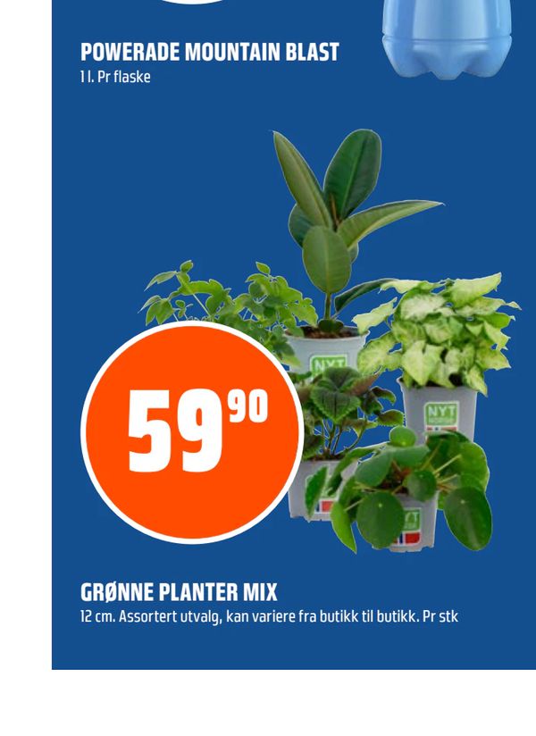 GRØNNE PLANTER MIX 12 cm. Assortert utvalg, kan variere fra butikk til butikk. Pr stk